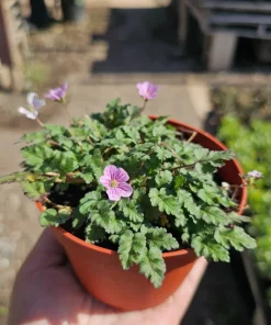 Erodium x variabile 'Bishop Form' Pink Erodium Live Plant - 4in Pot Groundcover - Image 1