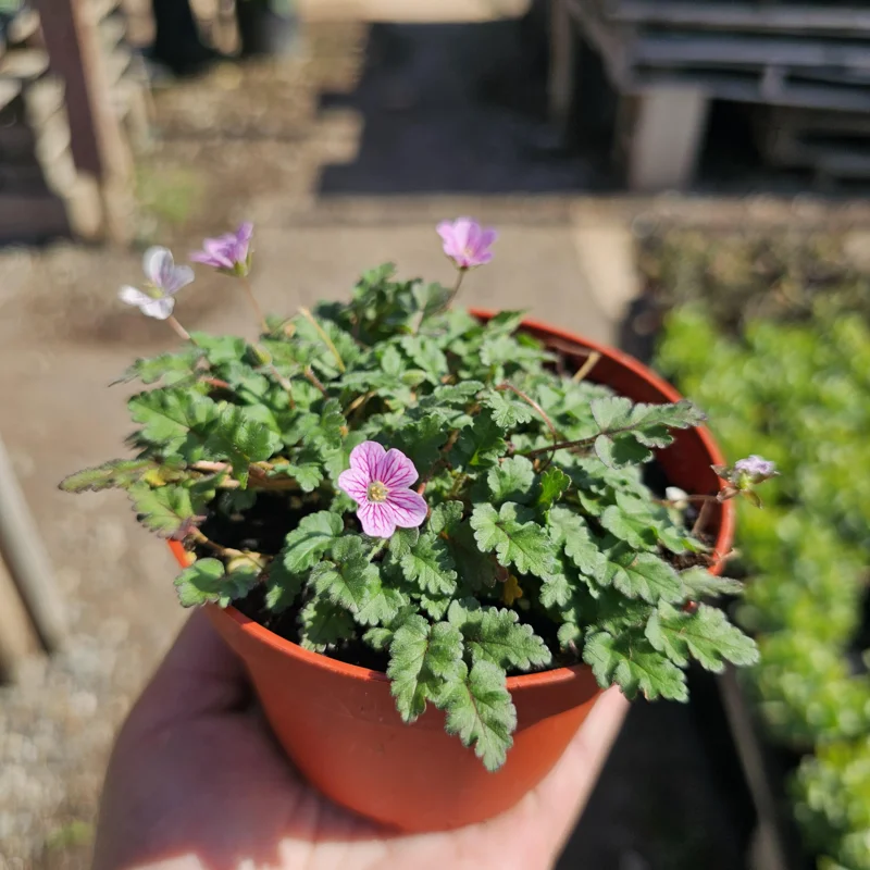 Erodium x variabile 'Bishop Form' Pink Erodium Live Plant - 4in Pot Groundcover - Image 1