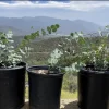 Eucalyptus Live Plant - Aromatic Foliage for Home & Garden - Image 1