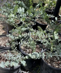 Eucalyptus Live Plant - Fragrant Evergreen Tree for Indoor & Outdoor - Image 2