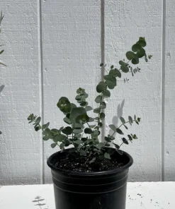 Eucalyptus Live Plant - Fragrant Evergreen Tree for Indoor & Outdoor - Image 3