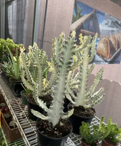 Euphorbia lactea Live Plant - Dragon Bones Cactus Rare Succulent Houseplant - Image 2