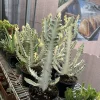 Euphorbia lactea Live Plant - Dragon Bones Cactus Rare Succulent Houseplant - Image 1