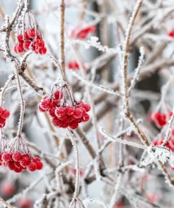 European Cranberry Snowball Tree Seeds - 30 Viburnum Opulus Seeds for Red Fruit & White Flowers - Image 10