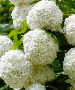 European Cranberry Snowball Tree Seeds - 30 Viburnum Opulus Seeds for Red Fruit & White Flowers - Image 2