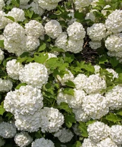 European Cranberry Snowball Tree Seeds - 30 Viburnum Opulus Seeds for Red Fruit & White Flowers - Image 8