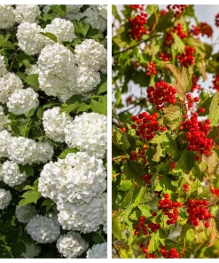 European Cranberry Snowball Tree Seeds - 30 Viburnum Opulus Seeds for Red Fruit & White Flowers - Image 1