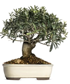European Olive Tree Seeds - Olea Europaea, 15 Seeds, Grow Edible Olives - Image 10