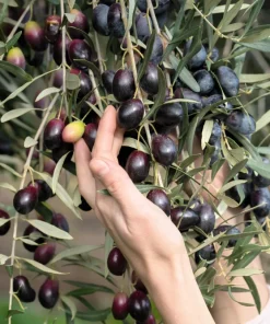 European Olive Tree Seeds - Olea Europaea, 15 Seeds, Grow Edible Olives - Image 2