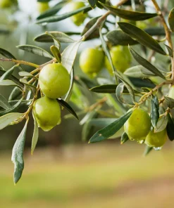 European Olive Tree Seeds - Olea Europaea, 15 Seeds, Grow Edible Olives - Image 5