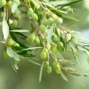 European Olive Tree Seeds - Olea Europaea, 15 Seeds, Grow Edible Olives - Image 1