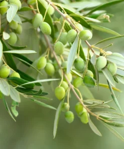 European Olive Tree Seeds - Olea Europaea, 15 Seeds, Grow Edible Olives - Image 1