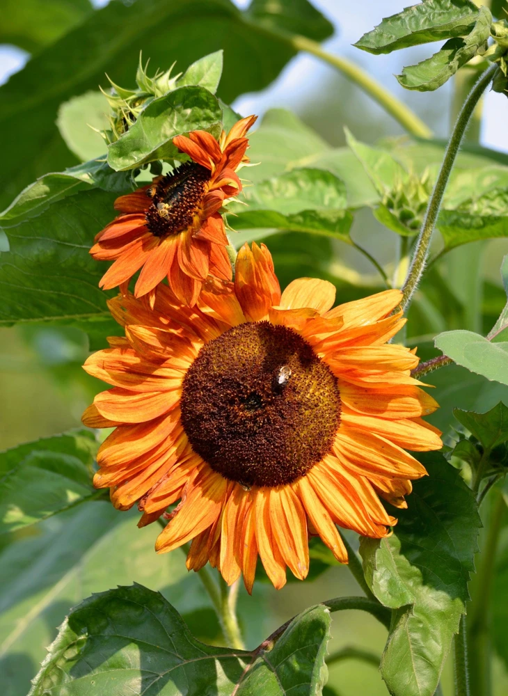 Evening Colors Sunflower Seeds - 100 Count, Mixed Gold & Orange Blooms, Helianthus Annuus - Image 10