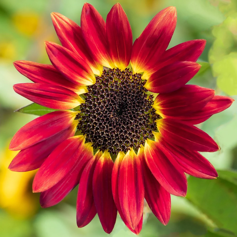 Evening Colors Sunflower Seeds - 100 Count, Mixed Gold & Orange Blooms, Helianthus Annuus - Image 11