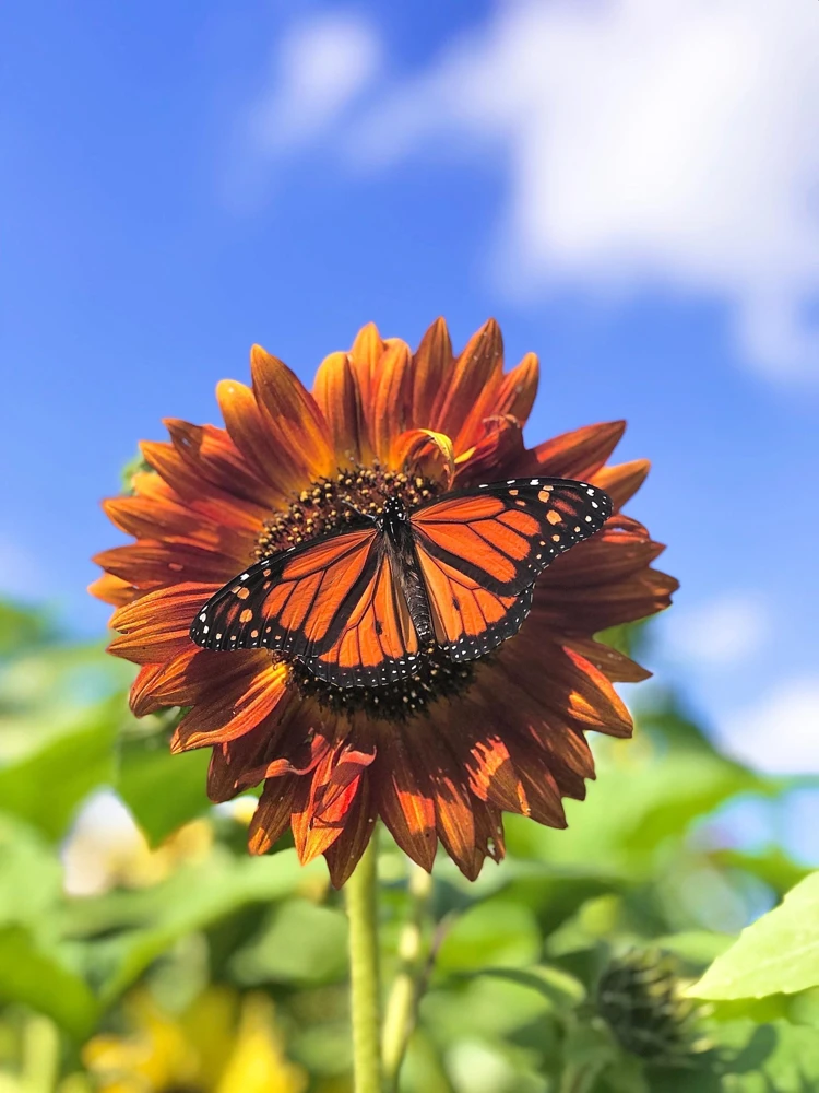 Evening Colors Sunflower Seeds - 100 Count, Mixed Gold & Orange Blooms, Helianthus Annuus - Image 2