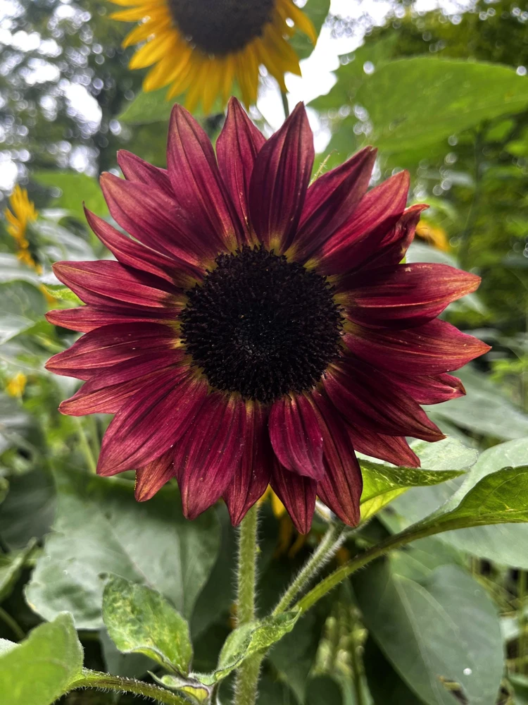 Evening Colors Sunflower Seeds - 100 Count, Mixed Gold & Orange Blooms, Helianthus Annuus - Image 3