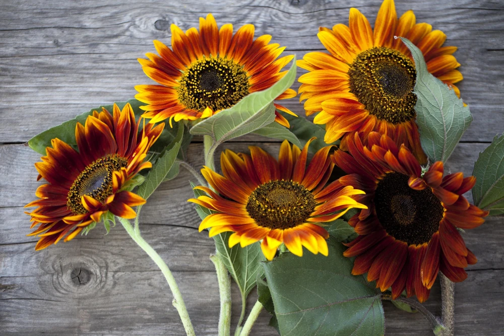 Evening Colors Sunflower Seeds - 100 Count, Mixed Gold & Orange Blooms, Helianthus Annuus - Image 4