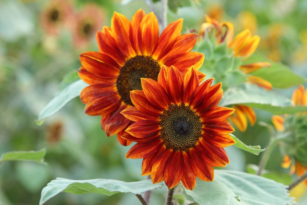 Evening Colors Sunflower Seeds - 100 Count, Mixed Gold & Orange Blooms, Helianthus Annuus - Image 5