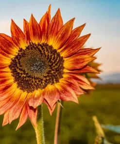 Evening Colors Sunflower Seeds - 100 Count, Mixed Gold & Orange Blooms, Helianthus Annuus - Image 6