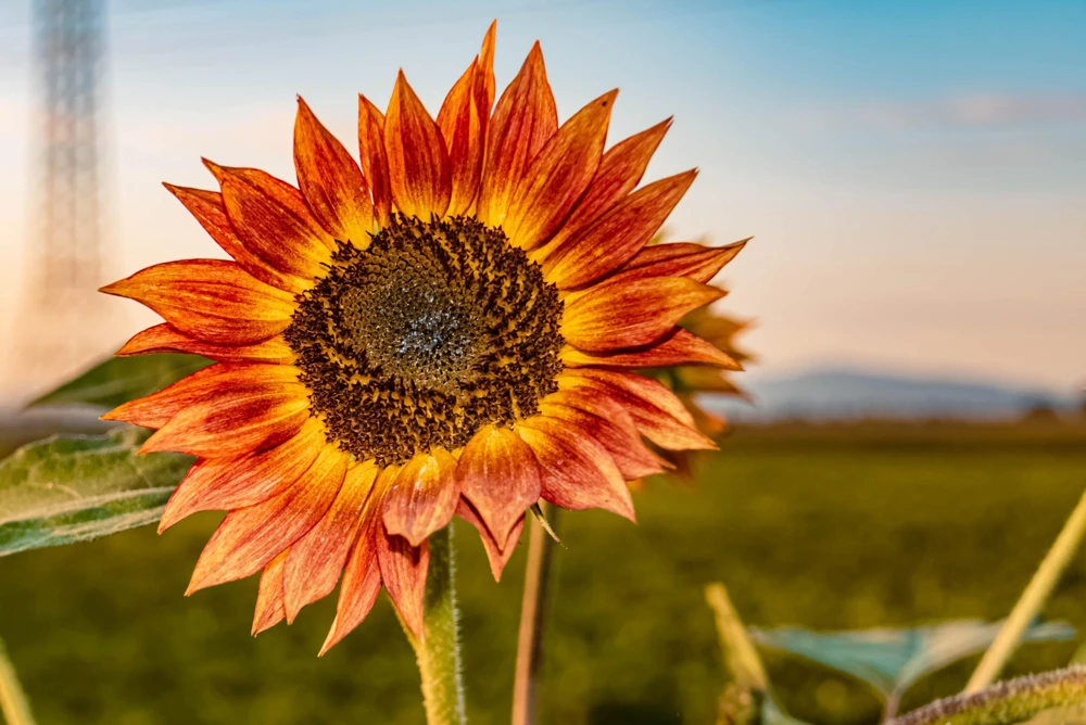 Evening Colors Sunflower Seeds - 100 Count, Mixed Gold & Orange Blooms, Helianthus Annuus - Image 6