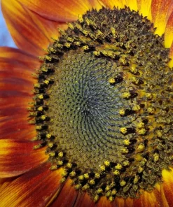 Evening Colors Sunflower Seeds - 100 Count, Mixed Gold & Orange Blooms, Helianthus Annuus - Image 7