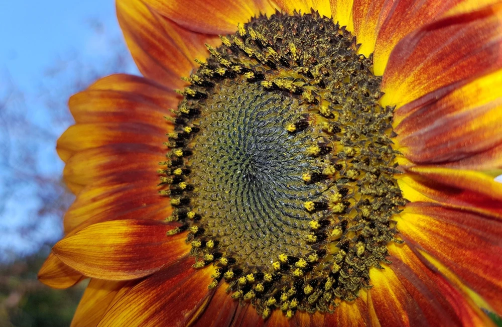 Evening Colors Sunflower Seeds - 100 Count, Mixed Gold & Orange Blooms, Helianthus Annuus - Image 7