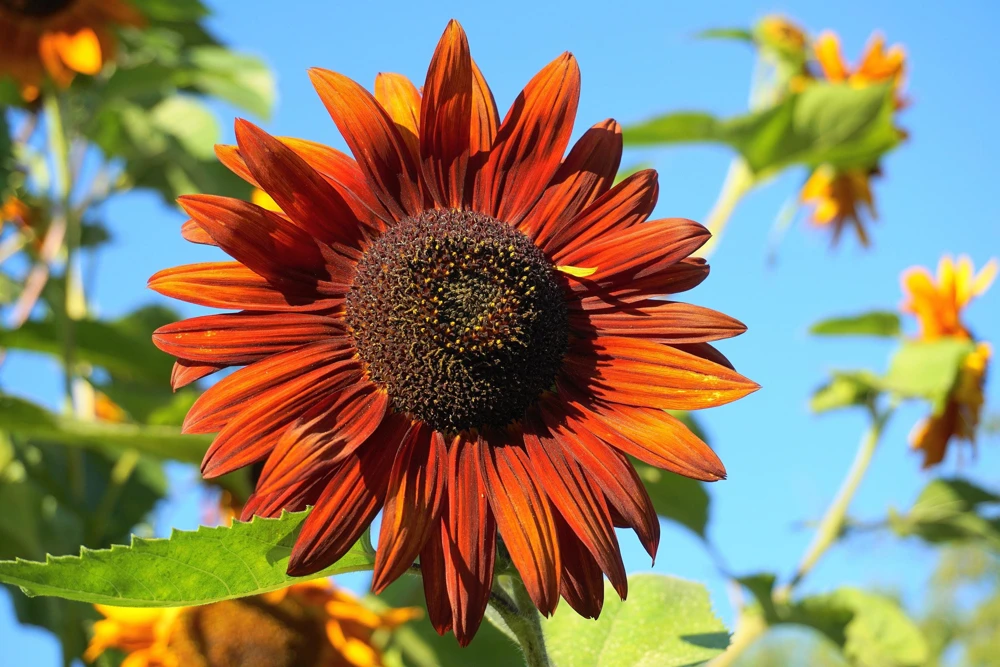 Evening Colors Sunflower Seeds - 100 Count, Mixed Gold & Orange Blooms, Helianthus Annuus - Image 8