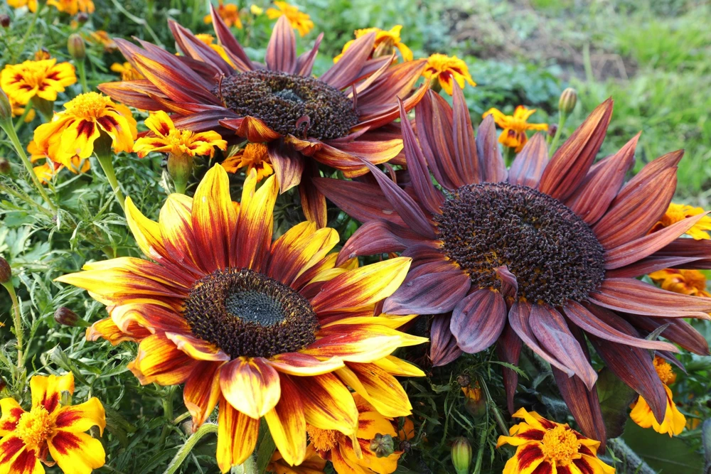 Evening Colors Sunflower Seeds - 100 Count, Mixed Gold & Orange Blooms, Helianthus Annuus - Image 1