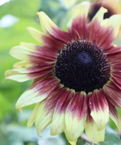 Evening Colors Sunflower Seeds - 100 Count, Mixed Gold & Orange Blooms, Helianthus Annuus - Image 9