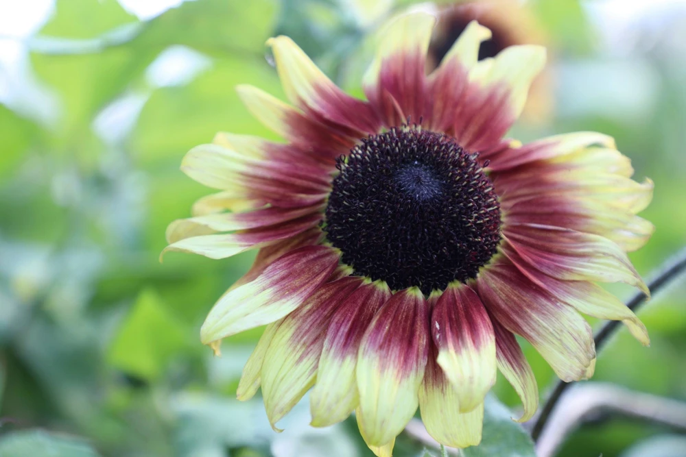 Evening Colors Sunflower Seeds - 100 Count, Mixed Gold & Orange Blooms, Helianthus Annuus - Image 9