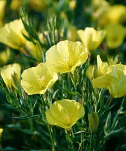 Evening Primrose Seeds 150 Count - Fragrant Yellow Blooms, Oenothera Biennis - Image 2
