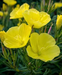 Evening Primrose Seeds 150 Count - Fragrant Yellow Blooms, Oenothera Biennis - Image 3