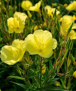 Evening Primrose Seeds 150 Count - Fragrant Yellow Blooms, Oenothera Biennis - Image 4