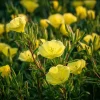 Evening Primrose Seeds 150 Count - Fragrant Yellow Blooms, Oenothera Biennis - Image 1