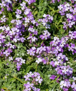 Evening Scented Stock Flower Seeds - 500 Seeds Matthiola Bicornis Fragrant - Image 2