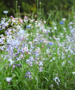 Evening Scented Stock Flower Seeds - 500 Seeds Matthiola Bicornis Fragrant - Image 3