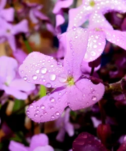 Evening Scented Stock Flower Seeds - 500 Seeds Matthiola Bicornis Fragrant - Image 4