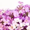 Evening Scented Stock Flower Seeds - 500 Seeds Matthiola Bicornis Fragrant - Image 1