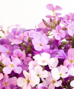 Evening Scented Stock Flower Seeds - 500 Seeds Matthiola Bicornis Fragrant - Image 1