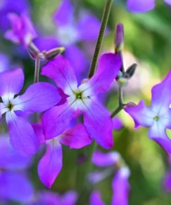 Evening Scented Stock Flower Seeds - 500 Seeds Matthiola Bicornis Fragrant - Image 5