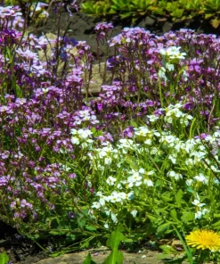 Evening Scented Stock Flower Seeds - 500 Seeds Matthiola Bicornis Fragrant - Image 6