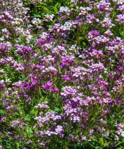 Evening Scented Stock Flower Seeds - 500 Seeds Matthiola Bicornis Fragrant - Image 7