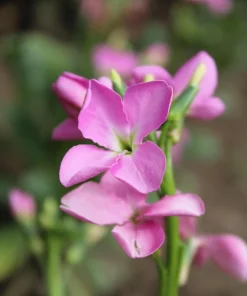 Evening Scented Stock Flower Seeds - 500 Seeds Matthiola Bicornis Fragrant - Image 8