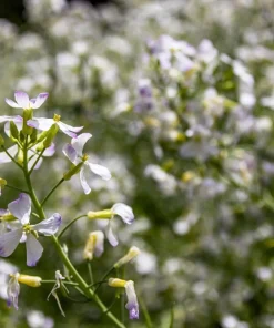 Evening Scented Stock Flower Seeds - 500 Seeds Matthiola Bicornis Fragrant - Image 9