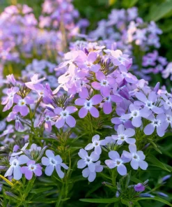Evening Scented Stock Seeds – Fragrant White Blooms, Matthiola Longipetala, 2500 Seeds - Image 2