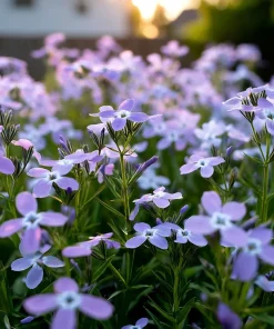 Evening Scented Stock Seeds – Fragrant White Blooms, Matthiola Longipetala, 2500 Seeds - Image 3