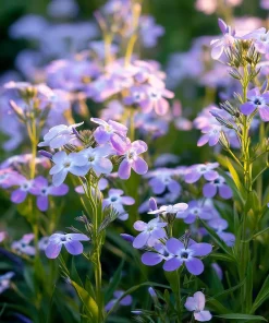 Evening Scented Stock Seeds – Fragrant White Blooms, Matthiola Longipetala, 2500 Seeds - Image 4