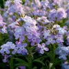 Evening Scented Stock Seeds – Fragrant White Blooms, Matthiola Longipetala, 2500 Seeds - Image 1