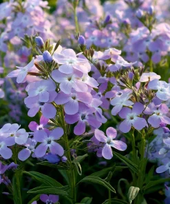 Evening Scented Stock Seeds – Fragrant White Blooms, Matthiola Longipetala, 2500 Seeds - Image 1