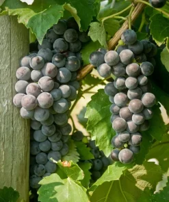 Everest Seedless Grape Vine Live Plant - 1-2 Year Old, Pruned, Outdoor - Image 2